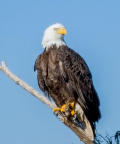 Nikon AF-S FX TC-14E III (1.4x) Teleconverter Lens with Auto Focus for Nikon DSLR Cameras 34 61gcwPg5kVL