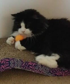 EastPoint Sports Penn Competition Grade 3-Star Table Tennis Balls – 40mm – 6 Pack 17 61gjdl481eL