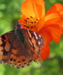 Hummingbird Nectar Wildflower Seeds Bulk Open-Pollinated Wildflower Seed Mix Packet, Non-GMO, No Fillers, Annual, Perennial Wildflower Seeds Year Round Planting - 1 oz 89 61gmk1RYL