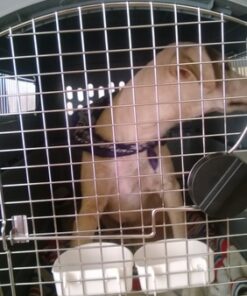 Petmate Sky Kennel Pet Carrier, 36 Inch, Made in USA 36.0"L x 25.0"W x 27.0"H 70 61gonK7u74L