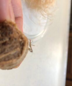 BioLogic Company, Inc. Praying Mantis Egg Cases - 2 Extra Large Cases 32 61gsX3rUiL