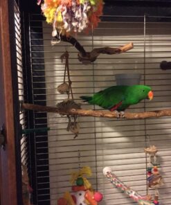 RoudyBush Daily Maintenance Bird Food, Small, 10-Pound 20 61gvp2S9rEL