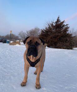 rabbitgoo Dog Harness, No-Pull Pet Harness with 2 Leash Clips, Adjustable Soft Padded Dog Vest, Reflective No-Choke Pet Oxford Vest with Easy Control Handle for Large Dogs, Black, XL X-Large 44 61gwuoiMqCL