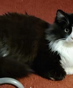 Advantage II Small Cat Vet-Recommended Flea Treatment & Prevention | Cats 5-9 lbs. | 6-Month Supply 6 Pack Small Cat only 27 61gz6ab4oyL