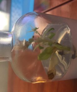 BLOOMIFY Celosia Flower Terrarium, Zero Care, Cockscomb, 4" Jar 30 61gzJI4MeML