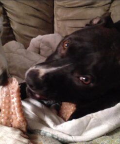 Nylabone Power Chew Dog Toy - Dog Toys for Aggressive Chewers - Indestructible Dog Toys for Aggressive Chewers Large Breed - For Extra Large Dogs - Bacon Flavor X-Large/Souper (1 Count) X-Large/Souper - 50+ lbs. 49 61gzg9YfotL