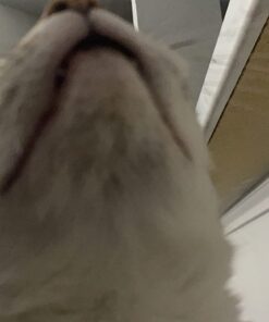 Pet MD Topical Wipes for Cleansing - with Aloe for Cats and Dogs - 50 Count 48 61h DJwkHBL