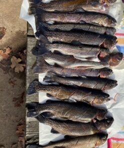 Okuma Voyager Spinning Freshwater Travel Kit, VS-605-20, Blue Fishing Rod Reel Combo 36 61h1CN7fvML