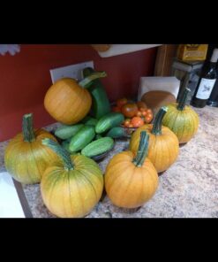 Heirloom Vegetable Seeds Non GMO Survival Seed Kit - Part of Our Legacy and Heritage - 50 Varieties 100% Naturally Grown- Best for Gardeners Who Raise Their Own Healthy Food 1 51 61h5fmLMyJL