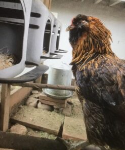 Little Giant® Plastic Chicken Nesting Box | Chicken Nest Box for Laying Hens | Chicken Bed | Egg Laying Chicken Box | Chicken Perch | Nesting Box for Chicken Coops 23 61h8TJRpKQL