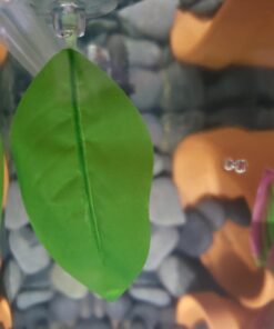 Blue Spotted Betta Plant Leaf Pad for Betta Fish, Tropical Fish Aquariums & Saltwater Fish Aquariums 1 Pack 23 61hBTAFXGL