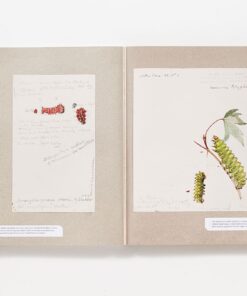 The Butterflies of North America: Titian Peale's Lost Manuscript 17 61hCgDHBS8L