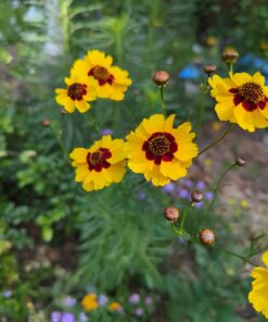 Eden Brothers All Perennial Wildflower Mixed Seeds for Planting, 1/4 lb, 120,000+ Seeds with Lupine, Shasta Daisy | Attracts Pollinators, Plant in Spring or Fall, Zones 3, 4, 5, 6, 7, 8, 9, 10 1/4 Pound 57 61hJ6PmZWL