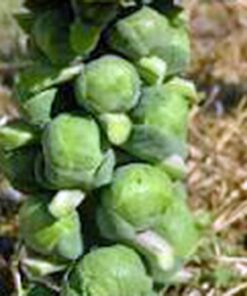 Brussel Sprouts Seed, Churchill, Heirloom, Non GMO, 25+ Seeds, Early Sprouting, COUNTRY CREEK ACRES 8 61hNxBB 5HL