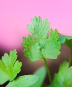 58MM Complete Lens Filter Accessory Kit (UV, CPL, ND4, ND2, ND4, ND8 and Macro Lens Set) for Canon EOS 70D 77D 80D 90D Rebel T8i T7 T7i T6i T6s T6 SL2 SL3 DSLR Cameras 58MM 57 61hOLmofp7L