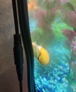 Golden Mystery Snail - 1/2"-2" - Algae Eater for Aquariums 49 61hRNJkdzZL