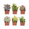 Shop Succulents | Unique Collection of Live Succulent Plants, Hand Selected Variety Pack of Mini Succulents | Collection of 12 6-Pack 41 61hYnu1mnVL