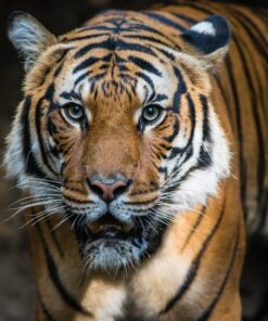 Nikon AF-S FX NIKKOR 300mm f/2.8G ED Vibration Reduction II Fixed Zoom Lens with Auto Focus for Nikon DSLR Cameras Lens Only 5 61hcHuHGtQL