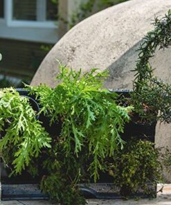 Watex Countertop Garden Kit, Black, Indoor Garden 14 61hktz5MjPL