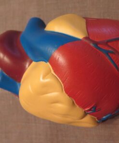 Learning Resources Cross-Section Human Heart Model, Large Foam Classroom Demonstration Model, 2Piece, Grades 2+, Ages 7+ Multi-color, 5 x 5 x 5 inches 23 61hraSfb7bL