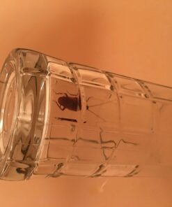 Combat Roach Killing Bait, Roach Bait Station For Large Roaches, Kills The Nest, Child-Resistant, 8 Count,Insects 36 61hulpC1oDL