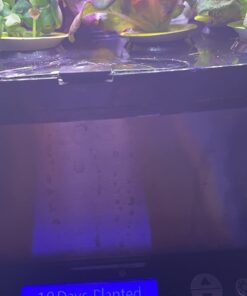 AeroGarden Salad Greens Mix Seed Pod Kit, 7 pod 46 61hvkAmGKzL