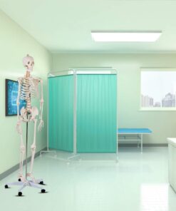 Giantex B010L18XEW Life Size 70.8" Human Anatomical Anatomy Skeleton Medical Model + Stand 35 61hyDcctDcL