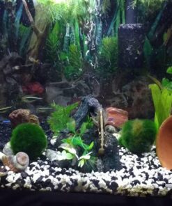 Zanyzap Pre-Filter Sponge 3 Pack for Fluval Edge Aquarium 23 61i6R3WFcML