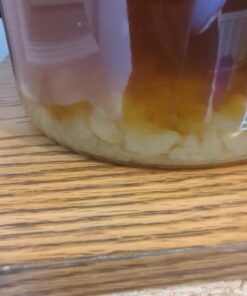 QUARTER POUND Original Water Kefir Grains Exclusively from Florida Sun Kefir with 12 Brewing Bags Mild Sweetness to Tart 0.25 Ounce (Pack of 4) 18 61i70pPSO7L