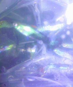 WorldwideTropicals Live Freshwater Aquarium Fish - 5-Pack of Mixed Color Male Guppies - by Live Tropical Fish - Great For Aquariums - Populate Your Fish Tank! 24 61i7of5OejL