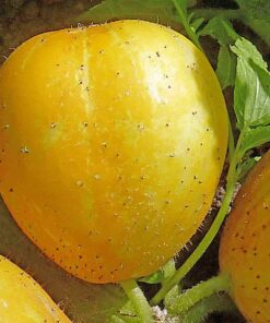 Lemon Cucumber Seeds for Planting,125+ Heirloom Seeds Per Packet, (Isla's Garden Seeds), Non GMO Seeds, Botanical Name: Cucumis sativus 'Lemon', Great Gift for Home Garden 19 61iDauWkgnL