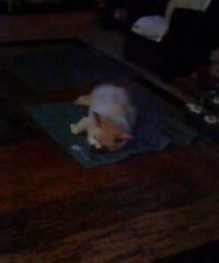 Milk-Bone Soft and Chewy Chicken 12 Vitamins and Minerals Recipe Healthy and Delicious Dog Snacks - 37 Ounces 16 61iLA4kBsEL