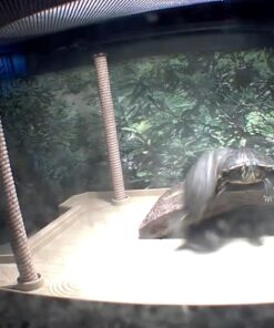 Blink Mini – Compact indoor plug-in smart security camera, 1080p HD video, night vision, motion detection, two-way audio, easy set up, Works with Alexa – 1 camera (White) White Camera Only 28 61iM8wTkprL