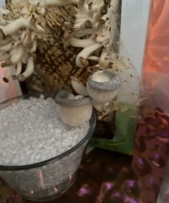 Back to the Roots Organic Oyster Mushroom Grow Kit, Harvest Gourmet Mushrooms In 10 Days 1 Count (Pack of 1) 82 61iNOr7MGL