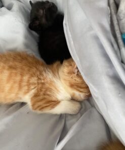 PetAg KMR Kitten Milk Replacer Powder - Prebiotics and Probiotics for Newborn to 6 Week - 12 oz Powdered Drink Mix 12 Ounce (Pack of 1) 23 61ieClL4fTL