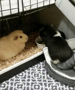 Small Pet Select Premium Small Animal Bedding, Natural Soft Paper Bedding for Small Indoor and Outdoor Pets, Made in USA, Jumbo Size 178 L Pack 44 61imi7wOwSL