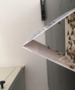 Pro Pest Pantry Moth & Beetle Traps 2 Pre-Baited Traps 25 61ipGKp2rKL