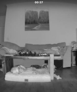 Canary Pro Indoor Home Security Camera 1080p HD WiFi IP | 24/7 Watch Live Video, Siren, Climate Monitor, Motion Alerts, Two-Way Talk, Night Vision, 10x Zoom, Private Mode, Works with Alexa and More 43 61is8iz1L5L 1