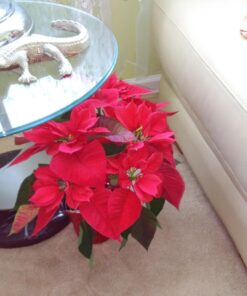 Humboldts Secret Golden Tree: Best Plant Food for Plants & Trees - All-in-One Concentrated Additive - Vegetables, Flowers, Fruits, Lawns, Roses, Tomatoes & More (16 Ounce) 16 Ounce 37 61isxTsRwgL