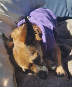 Gooby Fleece Vest Dog Sweater - Lavender, Medium - Warm Pullover Fleece Dog Jacket with O-Ring Leash - Winter Small Dog Sweater Coat - Cold Weather Dog Clothes for Small Dogs Boy or Girl Medium chest (~16") 35 61iu7IFMrmL