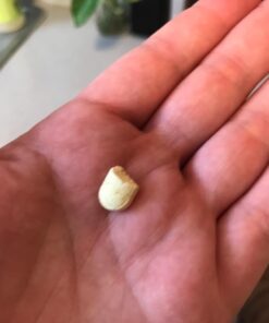 Hyperbiotics Pro Mom Probiotics For Women | Prenatal, Nursing, Postnatal | Immune & Digestive Support | Time Released Vegan Tablets | Dairy and Gluten Free | 30 Count 27 61iwnMlqqJL 1