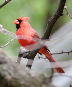 Nikon AF-P NIKKOR 70-300mm f/4.5-5.6E ED VR Fixed Zoom Digital Slr Camera Lens, Black 51 61izXbBFQQL