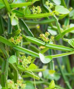 FOODHERBS Cissus Quadrangularis Powder | 200 gms / 0.44 Lbs | For Bone Wellness | Hadjod | Pirandai | Veldt Grape | Adamant Creeper 7 61j72ZrNYL