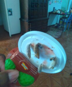 Butterfly Garden: Farm Habitat and Live Cup of Caterpillars – Life Science & STEM Education Butterfly Farm 49 61j7Sz xTOL 1