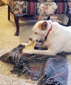 PET MAGASIN Rawhide Alternative Natural Jumbo Cow Ears 12-Pack Dog Treats Super Chew Long-Lasting, Made in Registered Facility 35 61jCUXjkn3L