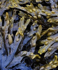 Seaweed Bath Co. Balance Shampoo, Eucalyptus Peppermint Scent, 12 Ounce, Sustainably Harvested Seaweed, Pro Vitamin B5, For Normal to Oily Hair 11 61jE3eSEMnL