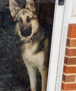 Purina Busy With Beggin' Made in USA Facilities Small/Medium Breed Dog Treats, Twist'd - 10 ct. Pouch Bacon 33 61jEo8FPZBL