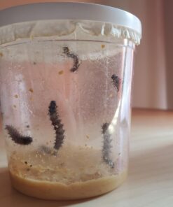 5 Live Caterpillars Shipped Now- Butterfly Kit Refill 58 61jFjmOaAXL
