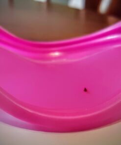 Ethical 3-1/2-Inch Pet Food Can Covers, 3-Pack Covers Are 3 1/2" Diameter 35 61jHmLc6zuL