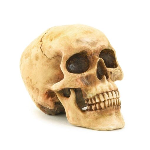 Grinning Highly Realistic Replica Human Skull Statue Home Décor 6.5x4.25x4.6"